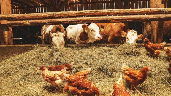 Cows and chickens in a barn walking on hay.