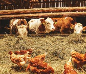 Cows and chickens in a barn walking on hay.