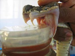 Milking Snake Venom