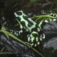 Poisonous Frog